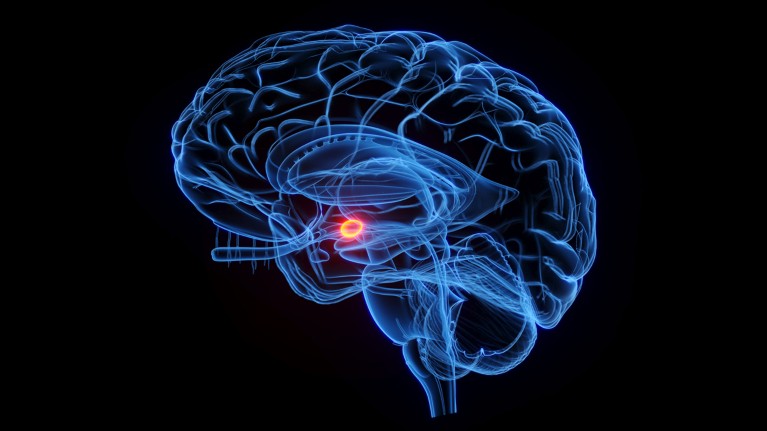 Artist's illustration of the amygdaloid body (shown in red) in the brain on a black background